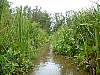 8-16 057 The same canoe trip, wading through the water hyacinths in the Mekong Delta.jpg